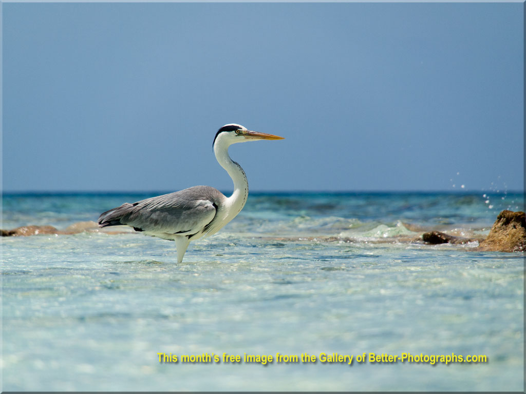 Olympus PEN - Ardea cinerea