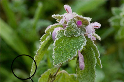 K-5 Red Dead nettle ISO 3200