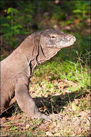 Places to Photograph - Komodo