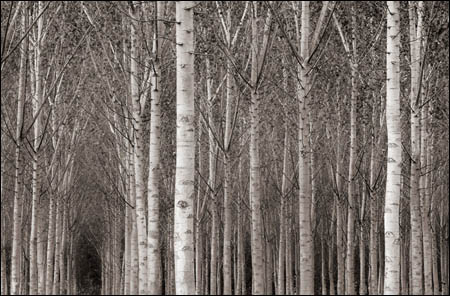Featured Photographer