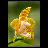 Click to visit the Gallery