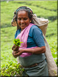 Olympus PEN - Tea Picker