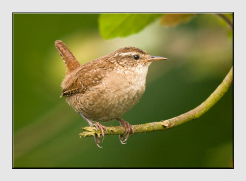 RPS Nature Group - Troglodytes Troglodytes