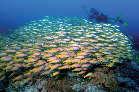 Underwater Photography