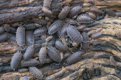 K-5 Common Rough Woodlice ISO 6400