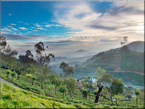 Olympus PEN - Tea View