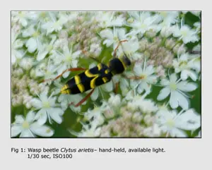 Close-Up-Photography-01