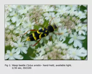 Close-Up-Photography-01