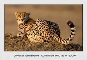 wildlife pictures 02