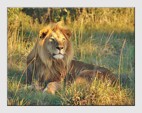 African Safari African Safari