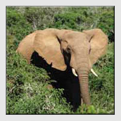 African Safari