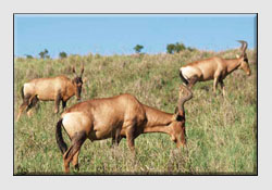 African Safari