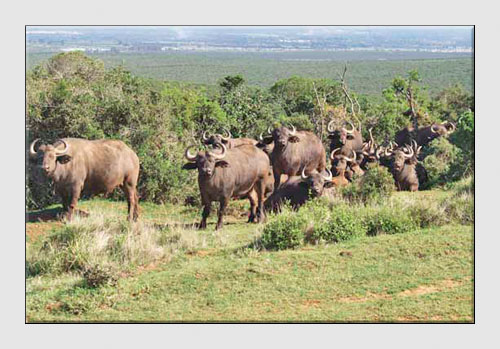 African Safari