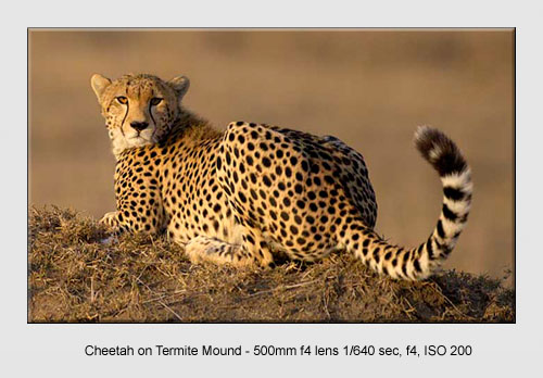 Wildlife Pictures Wildlife Pictures