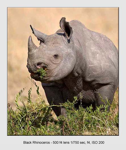Wildlife Pictures Wildlife Pictures