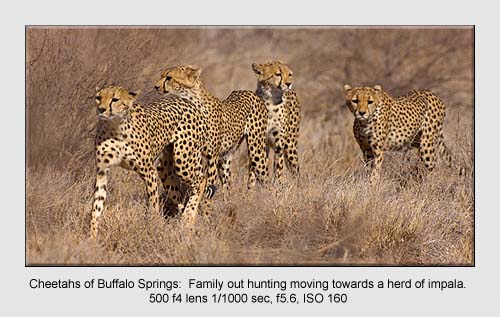 Wildlife Pictures Wildlife Pictures